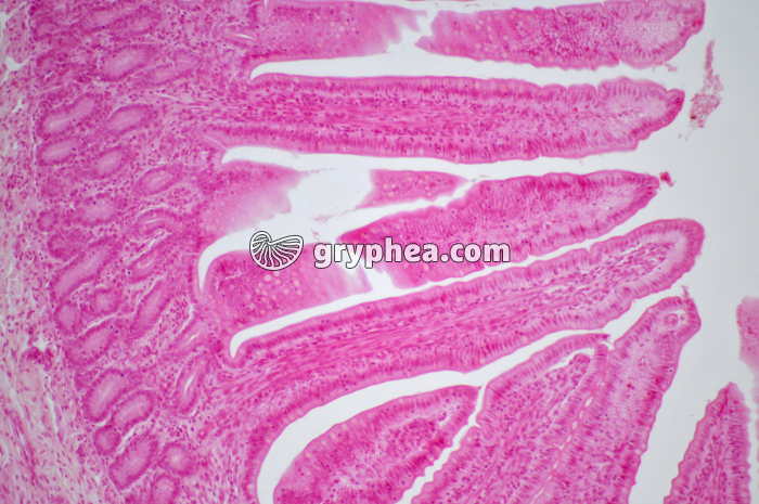 Villosités CL intestin x40 - gryphea.org